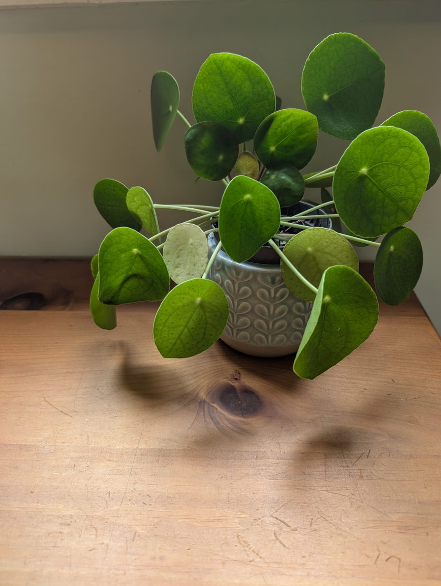 A pilea plant with round green leaves on a wooden table